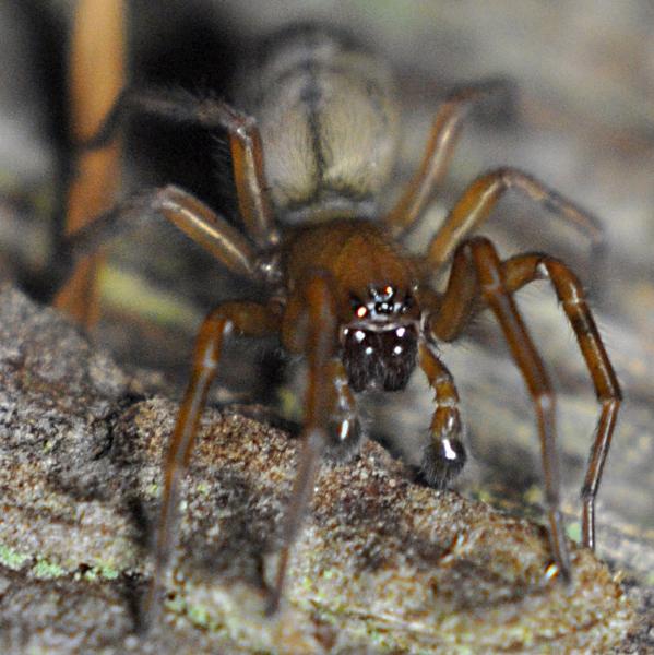 Photo of Callobius pictus by <a href="http://www.coffinpoint.ca/">Paul Westell</a>